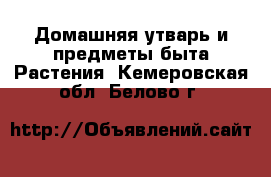 Домашняя утварь и предметы быта Растения. Кемеровская обл.,Белово г.